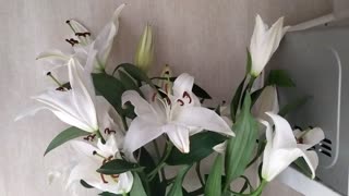 Lilies are beautiful flowers