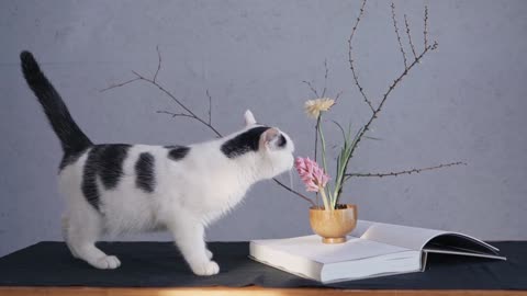 kitten smelling the flower in the vase