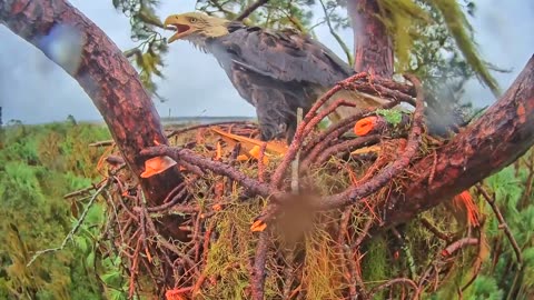 Hurricane Nicole Completely Saturates Bald Eagle in Nest While Incubating Two Eggs. RARE FOOTAGE.