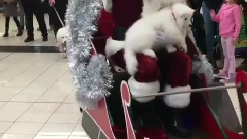 A group of cute Samoye dogs pull Santa Claus to send Christmas gifts to everyone