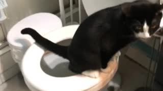 Cat hogs the toilet