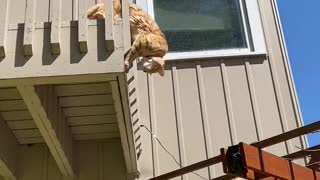 Kitty's Eaten to Much to Escape