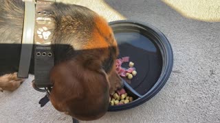 Happy Beagle Breakfast and Ball Game