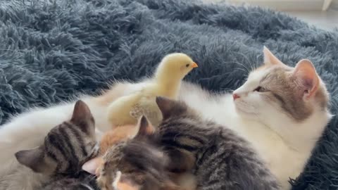 Baby Chicken Thinks that the Cat's Mother is his Mom