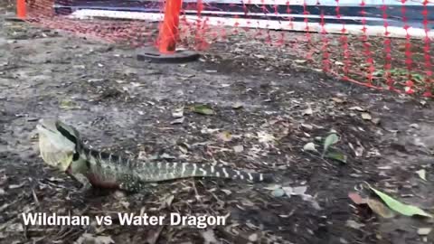 Wildman VS Water Dragon