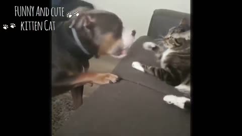 Funny dog and cats videos -Try not to laugh dog annoying Cat compilation