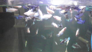 Baby Betta fish in one aquarium