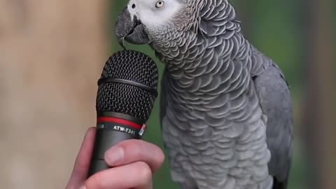 Talking parrot is real or fake??