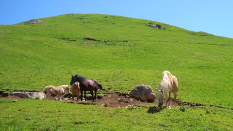 Nature horse