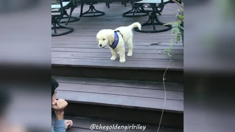 Cute Golden Retriever / Compilation of Golden retriever moments