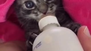 Adorable Kitten Suckles Milk From Bottle