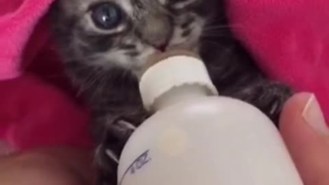 Adorable Kitten Suckles Milk From Bottle