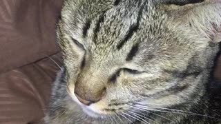 Gray cat sticking tongue out and owner touching it