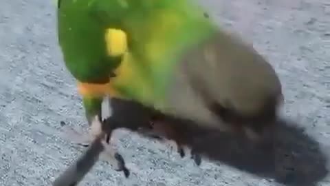 Parrot acting like a Hollywood Johnny depp 😳