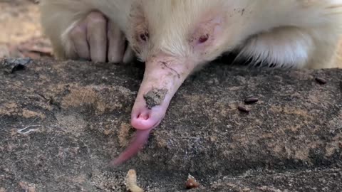 Albino Echidna feeding Frenzy