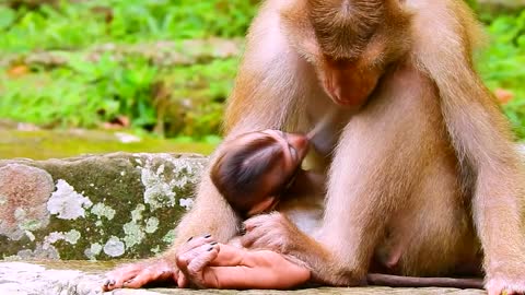 Look very pity funny videos of monkeys in real life