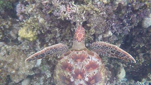 Swimming with Sea Turtles Beautiful Underwater