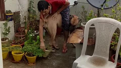 My Daniff 10 months old pet playing with me in rain