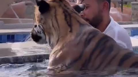 Dubai 🇦🇪 King 👑 Sheikh Nawab With White Tiger 🐯 Lion 🦁 White Tiger 🐅 #Dubai #shorts