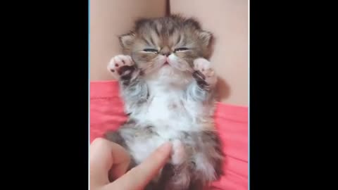 funny and cute cats