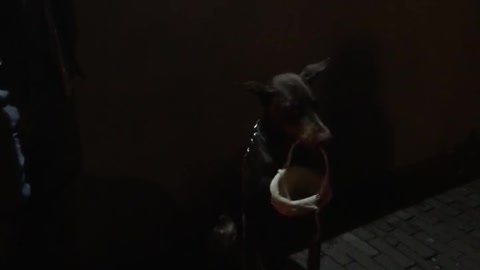 Doberman dog holding basket for owner whilst he plays the humonica