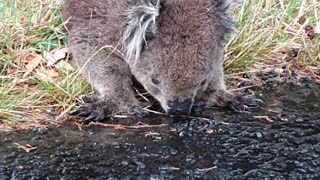 Wet Road Becomes Water Bowl for Thirsty Koala