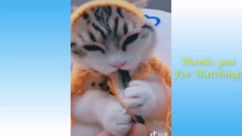 Funny cat videos / Cute cat