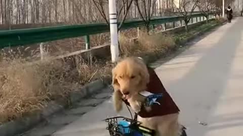 Dog starting drive a bicycle -- Dog lovers -- Dogsofinstagram -- Dog funny videos -- Dog fun