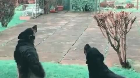 dogs howling 🐕🐶🐩