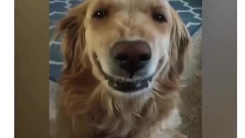 Dog smill Dog funny video