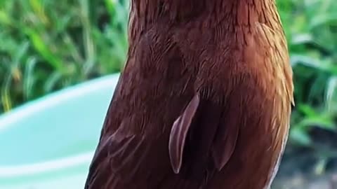 Beautiful Bird Singing Beautiful