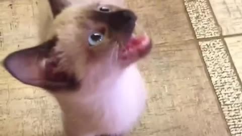 Funny animals - Funny cats _ dogs - Funny animal videos 224