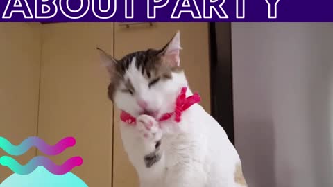 cute cat thinking about party at night,, funny and fantastic