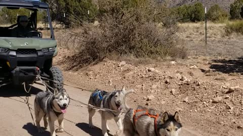 Finally Joined the Side by Side Club with Huskys