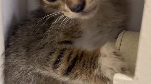 Shiva, the agressive rescued kitten