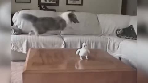 Parrot and dog are having fun dancing on camera.