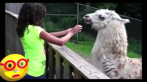 AWESOME Compilation of Llama spitting in people's faces