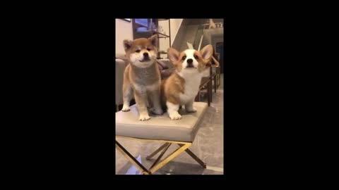 Cute baby animal videos