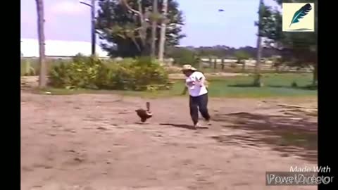 Funny chickens & roosters Chasing kids and adults 😂