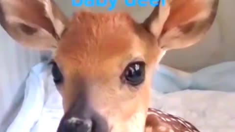 Baby deer rescue
