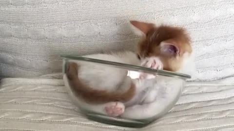 A small bowl can actually hold two kittens. Their bodies are so soft