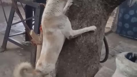 Dog training video viral 2022 | most popular dog video ''basak01;