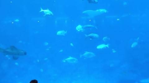 SEA Aquarium at Resort World 20220222 161643