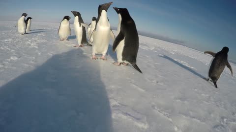 The Curiosity of a Penguin