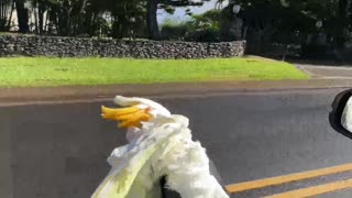 Bird Surfs on Window Sill