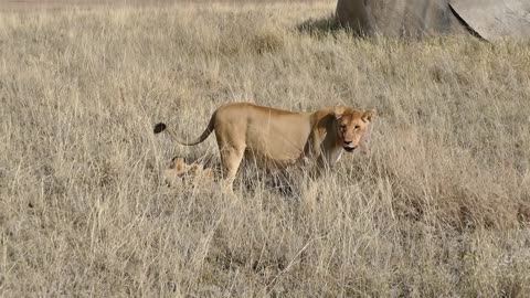 ORIGINAL AUDIO) ADORABLE! SIX LION CUBS enjoy their first outdoor adventure