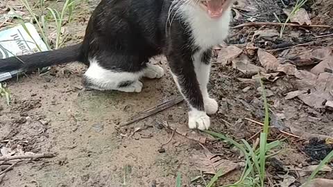 What This Cat Want To Say?