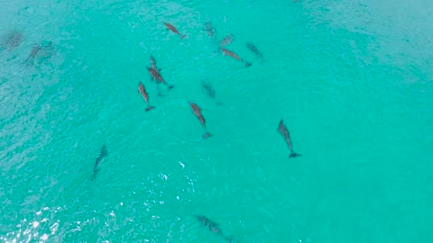 Dolphins playing around Hawaii