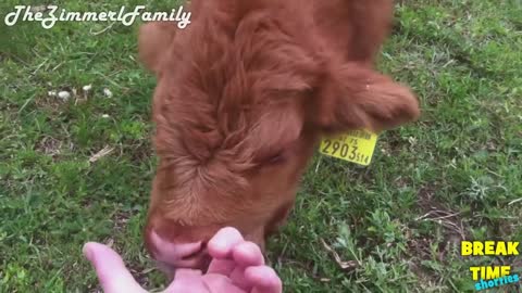 Fluffy higland calves