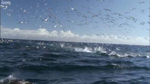 Shark and Dolphin FEEDING FRENZY | Nature's Great Events | BBC Earth